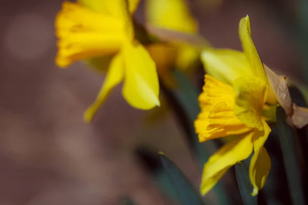 Gele Bloemen Tuin — Stockfoto