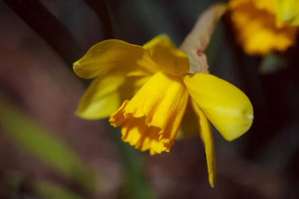 Gul Påsklilja Blomma Trädgården — Stockfoto
