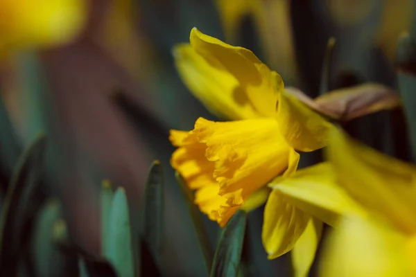 Fiori Tulipano Giallo Giardino — Foto Stock