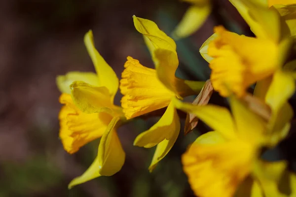 Flores Amarelas Jardim — Fotografia de Stock