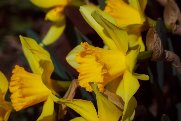 Gula Blommor Trädgården — Stockfoto