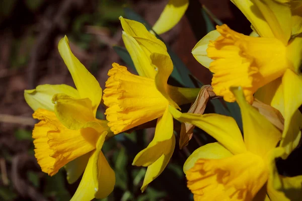 Gele Bloemen Tuin — Stockfoto