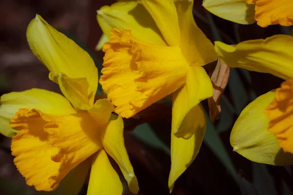 Mooie Gele Bloemen Tuin — Stockfoto