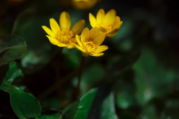 Gul Blomma Trädgården — Stockfoto