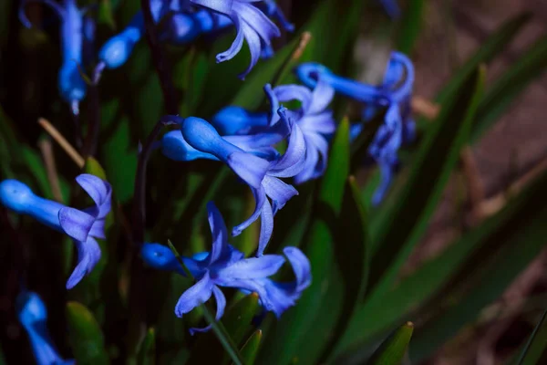 Mooie Blauwe Bloem Tuin — Stockfoto