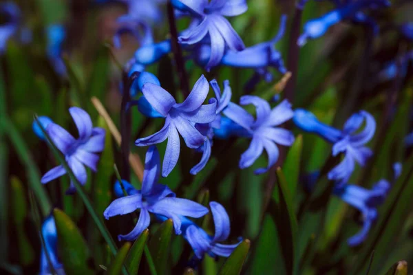Bahçedeki Mavi Sümbül Çiçekleri — Stok fotoğraf