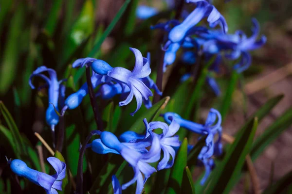 Piękny Niebieski Kwiat Lesie — Zdjęcie stockowe