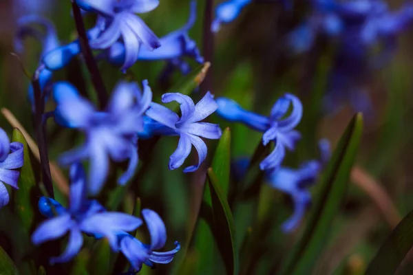 Bahçedeki Mavi Çiçekler — Stok fotoğraf