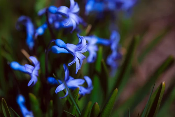 Bahçedeki Mavi Muscari Çiçekleri — Stok fotoğraf