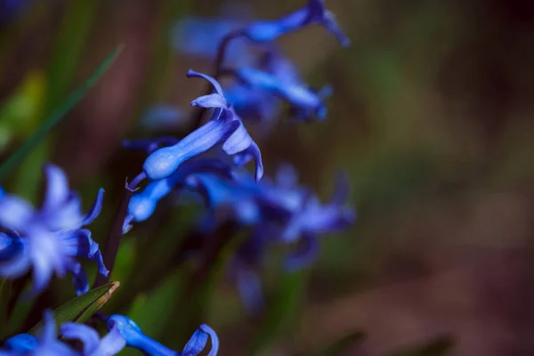 Bahçedeki Mavi Çiçek — Stok fotoğraf