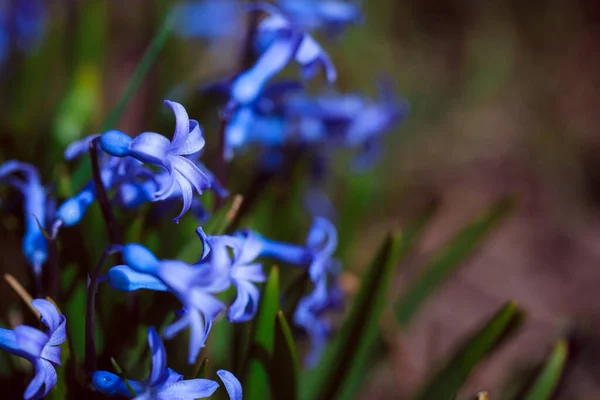 Ormanda Güzel Bahar Çiçekleri — Stok fotoğraf