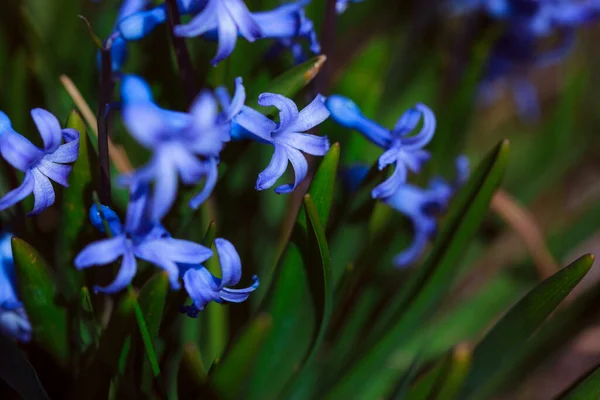 Ormanda Güzel Mavi Çiçekler — Stok fotoğraf
