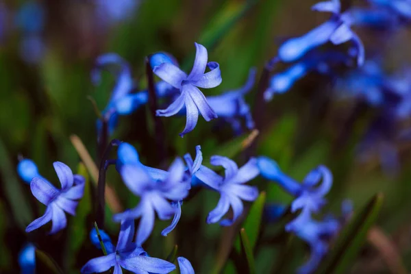 Ormanda Mavi Çiçekler — Stok fotoğraf