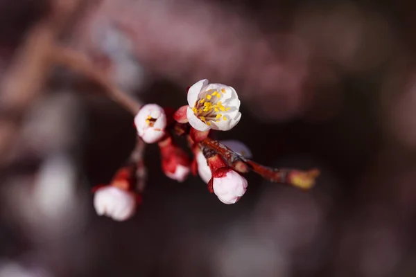 美丽的植物学照片 天然壁纸 — 图库照片