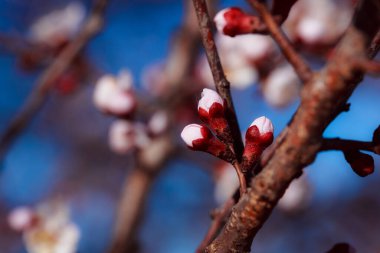 Bahçedeki güzel çiçekler