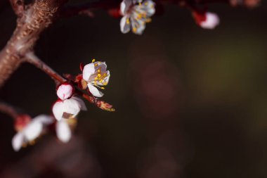 Güzel botanik fotoğrafı, doğal duvar kağıdı.