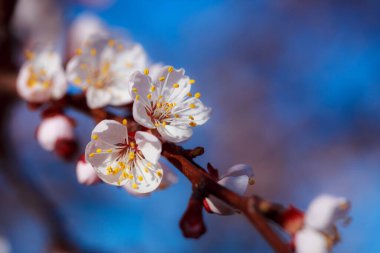 Ağaçtaki bahar çiçekleri