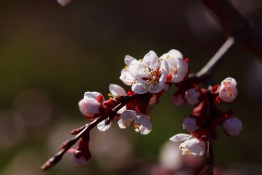 Bahçede güzel bahar çiçekleri