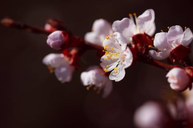 Ağaç dalında bahar çiçekleri