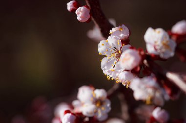 İlkbaharda kiraz çiçeği