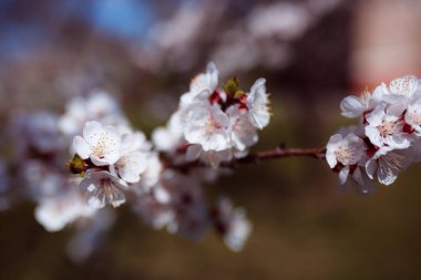 Bahçede güzel bahar çiçekleri