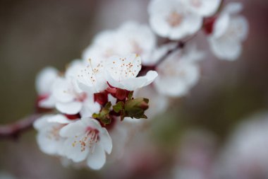 Ağaçtaki güzel beyaz çiçekler