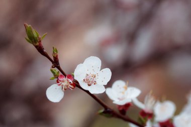 Ağaçtaki güzel bahar çiçekleri