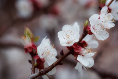 Ağaçtaki güzel bahar çiçekleri