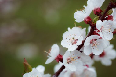 İlkbaharda elma ağacının güzel beyaz çiçekleri