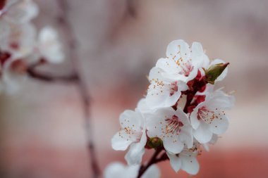 İlkbaharda kiraz çiçeği