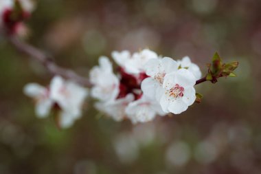 Bahçede güzel bahar çiçekleri
