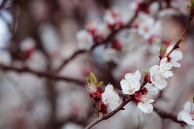 Ağaçtaki güzel bahar çiçekleri