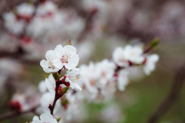 Ağaçtaki bahar çiçekleri