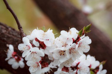 Ağaçtaki güzel beyaz çiçekler