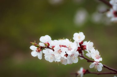 Bahçedeki güzel beyaz çiçekler