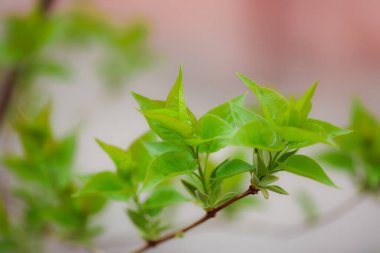 bir ağaç dalında yeşil yapraklar