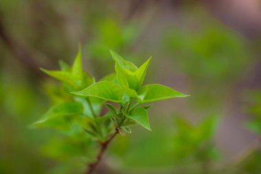 Bahçede yeşil yapraklar