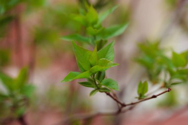 bir ağaç dalında yeşil yapraklar