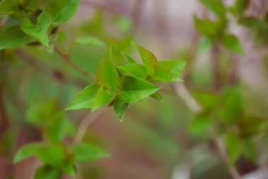 Bahçede yeşil yapraklar