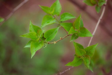 Ağaçtaki yeşil yapraklar