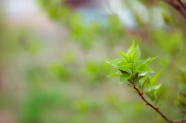bulanık arkaplanda yeşil yapraklar