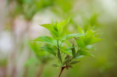 Bahçede yeşil yapraklar
