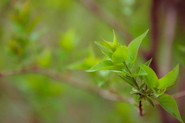 Bahçede yeşil yapraklar