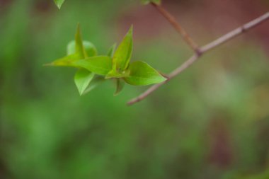 Bahçede yeşil yapraklar