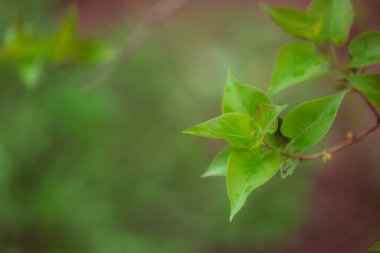 Bahçede yeşil yapraklar