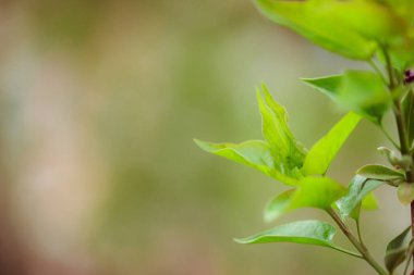 Bahçede yeşil yapraklar