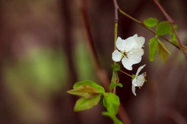 Bahçede güzel bahar çiçekleri