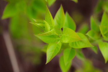 Bahçede yeşil yapraklar