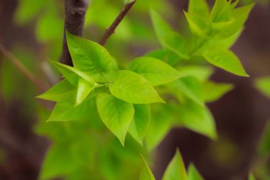 Bahçede yeşil yapraklar
