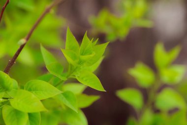 Bahçede yeşil yapraklar